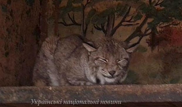 У Рівненській області власник кинув свій зоопарк (фото)