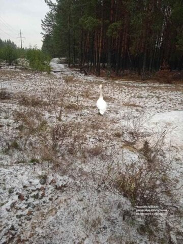 Фото: Чорнобильський Радіаційно-екологічний Біосферний Заповідник