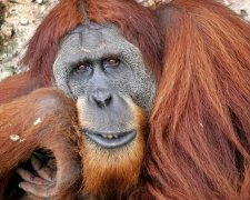 Брутальный орангутан приложился к груди туристки