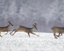 Косуля. Фото: Сибірський мисливець