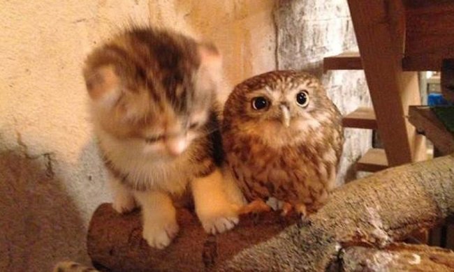 Дружба між совою та кошеням підкорила інтернет (фото, відео)