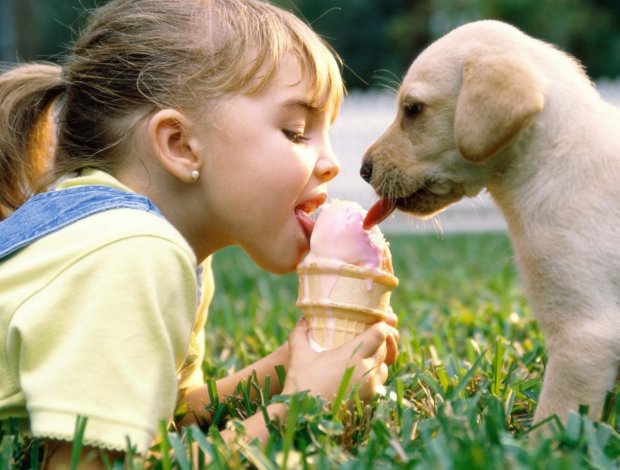 Ненавидять дітей: топ-10 найагресивніших порід собак