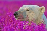 Белые медведи позируют в море цветов (фото)