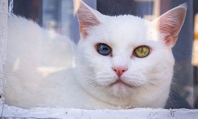 Коти з різнокольоровими очима стали хітом інтернету (фото)
