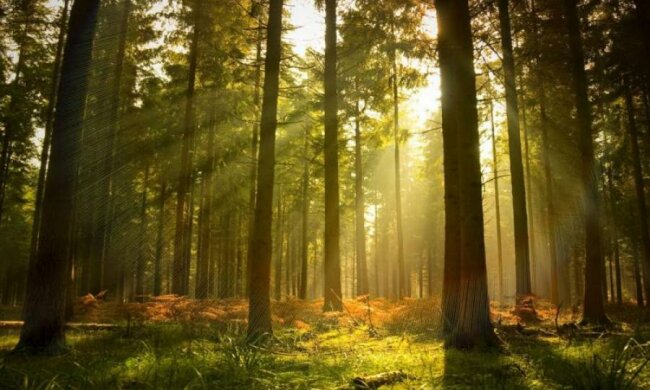 Кристина Юшкевич рассказала о комплексном реформировании лесного хозяйства Украины