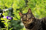 кошка, фото pxhere
