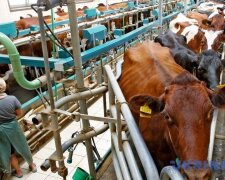 Виробництво молока в Україні