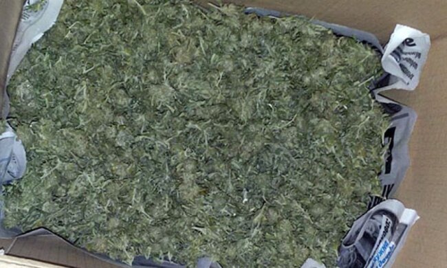 В Краматорську виростили марихуани на чверть мільйона (фото)