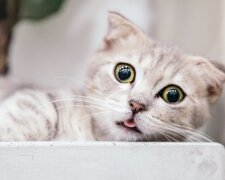 Чем кормить кота: корма