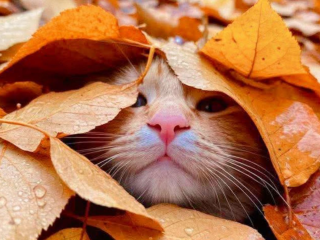 Гороскоп, осінь, зображення: Pinterest