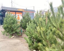 Продаж ялинок, фото: Знай.ua