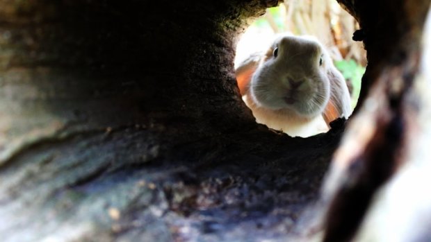 Тамплиеры в стране чудес: кроличья нора оказалась входом в таинственный подземный храм