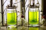 Знайдено ідеальні «суперводорості» для виробництва біопалива