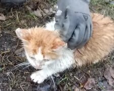 Фото ілюстративне, скрін з відео