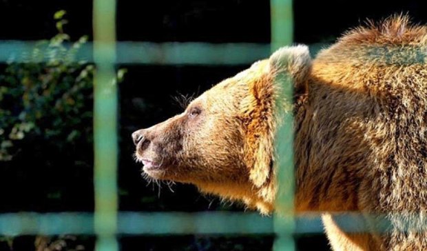 Ведмедів реабілітують у природних умовах на Закарпатті (фото)