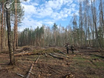 незаконная вырубка деревьев