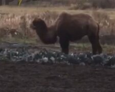 верблюд / скріншот з відео