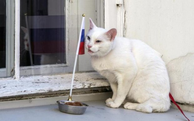 Матч Бальгия-Франция: кот-оракул указал на победителя