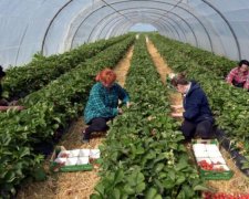 Скоро Украина опустеет: количество заробитчан, покидающих страну, растет с каждым днем