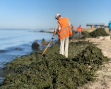 Нова напасть заполонила Азовське море