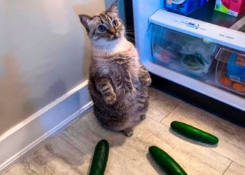 Кіт та огірки, фото із соцмереж