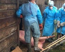 На Рівненщині знищують свиней через чуму (фото)