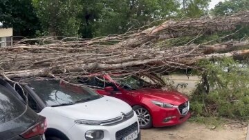 Дерево впало на припарковані автівки на Подолі, Київ