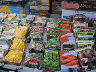 Насіння, город, зображення: Знай.ua