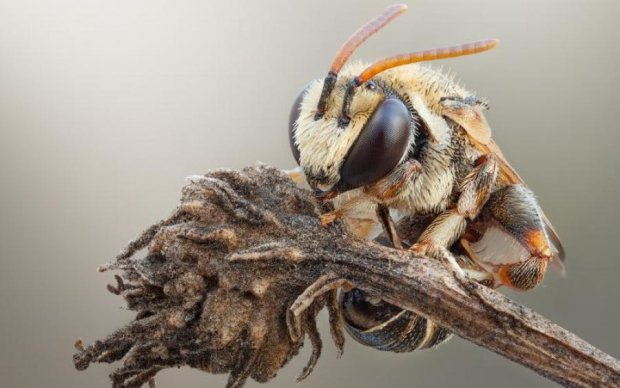 У пчел обнаружили суицидальные наклонности