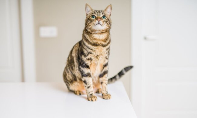 кішка, фото: royalcanin.com