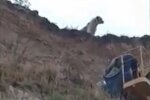 Алабай, фото: youtube