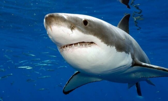 На відео зняли сплячу акулу-людожера