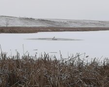 Лебеди остались зимовать на озере, фото с фейсбук