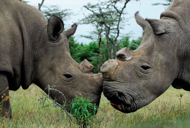 Бельгийцы отпилят носорогам рога в зоопарке