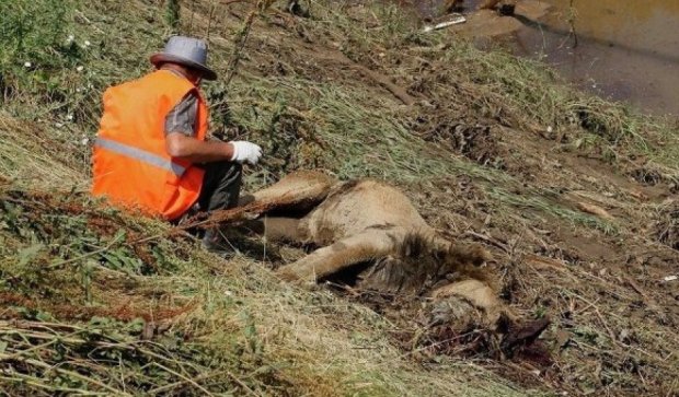  В Тбилиси лев загрыз человека