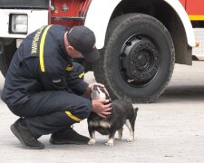 У Франківську рятувальники прихистили безпритульного собаку, фото: Суспільне