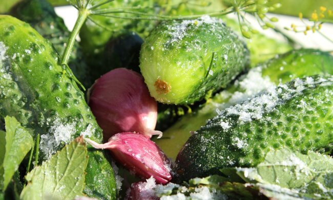 Огурцы / фото: Pixabay