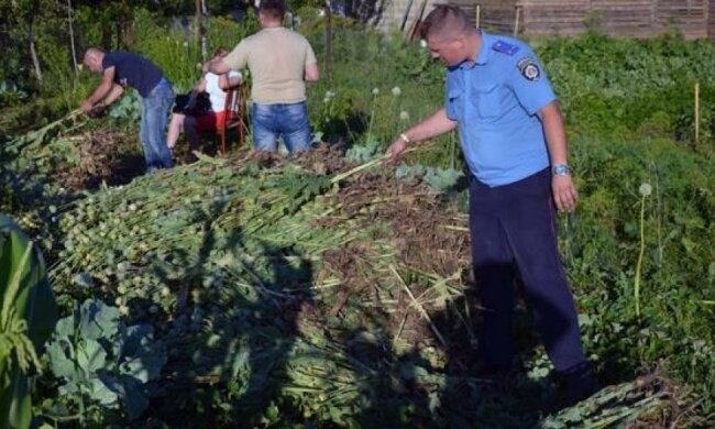 Полиция разоблачила очередной "наркокартель" пенсионерок
