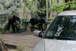 В Днепре озверевшая псина едва не разорвала ребенка - ни поводка, ни намордника