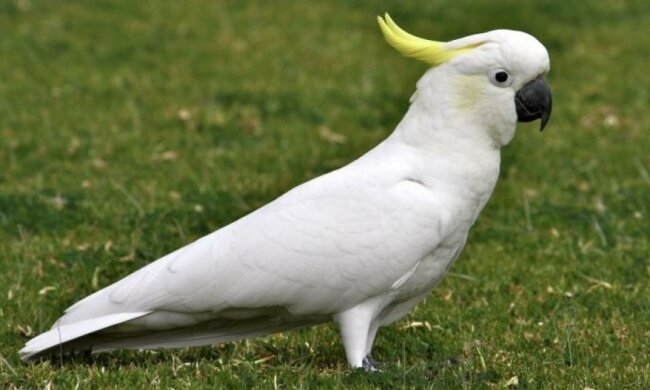 Как попугай-капризун ругается (видео)