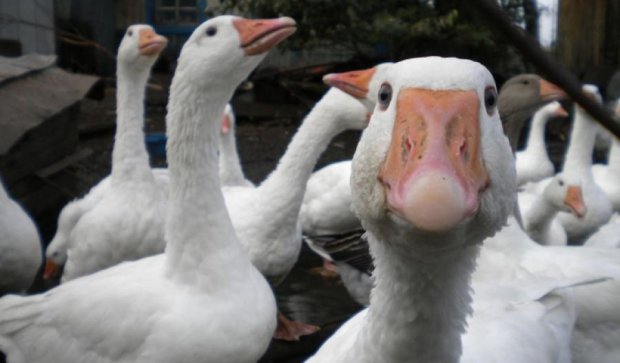 Россиянин донес на соседей за поедание польских гусей (фото) 