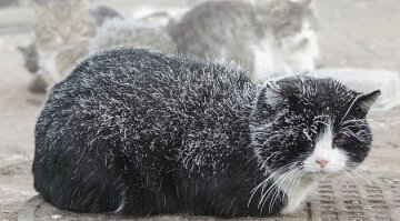 Котик замерз, ГТРК Новосибирск