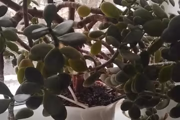 Товстянка. Фото: Youtube