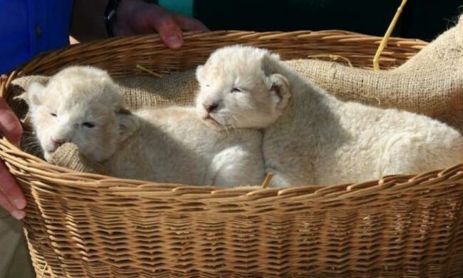 Унікальних білих левенят з Київщини показали публіці (ВІДЕО)