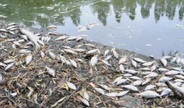 Мешканці села під Вінницею задихаються від смороду дохлої риби