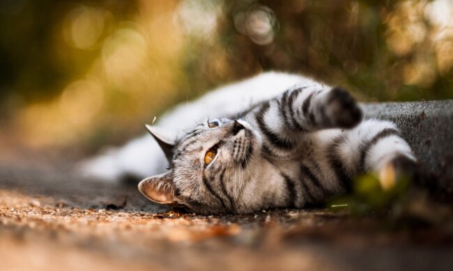 Погода на початок тижня: Покрова принесе з собою по-справжньому теплу осінь