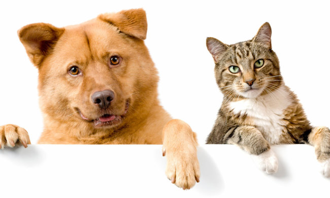 Зоонозы: ученые научились выявлять опасные для людей вирусы животных