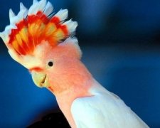 В Чікаго помер найстаріший какаду у світі