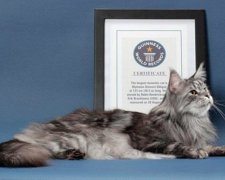 15 вражаючих котів-рекордсменів
