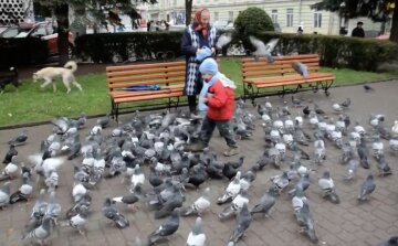 Люди годують голубів: фото скрін Ютуб